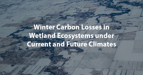 Winter Carbon Losses in Wetland Ecosystems under Current and Future Climates